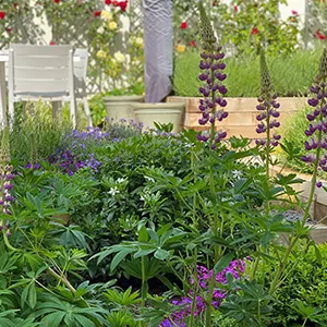 a garden filled with lots of purple flowers