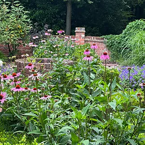 a garden filled with lots of purple flowers