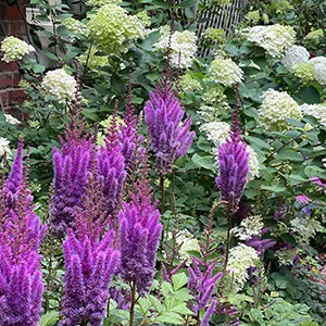 a bunch of purple and white flowers in a garden