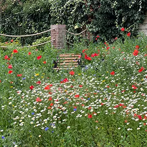 a bench in a field of wild flowers